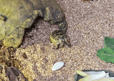 Kita Sonnenkäfer - Schildkröte