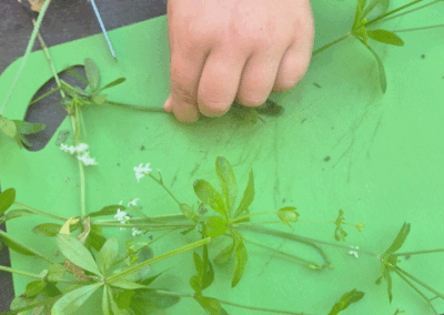 Kita Am Bärenstein - Gartenlimo herstellen