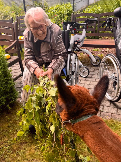 Altenpflegeheim Stadtmitte - Alpaka-Besuch
