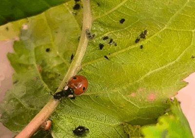 Kinderland Pausa - Projekt Marienkäfer
